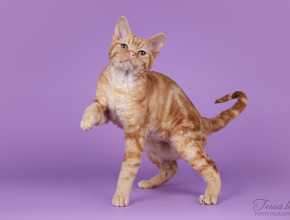 Devon rex red classic tabby