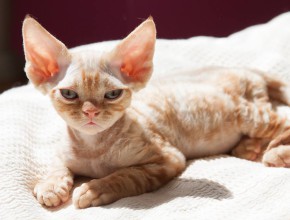 Devon rex classic tabby