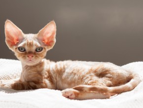 devon rex kassipoeg Klassikaline tabby