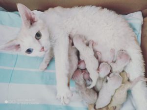 g & h pesakond devon rex