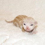 CH Tex-Lapkatz Betsey x GIC Tex-Lapkats Oni