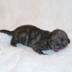 CH Tex-Lapkatz Betsey x GIC Tex-Lapkats Oni Black classic tabby boy