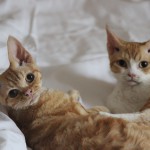 Devon rex kittens