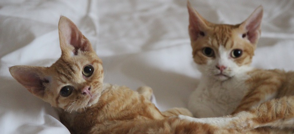 Devon rex kittens