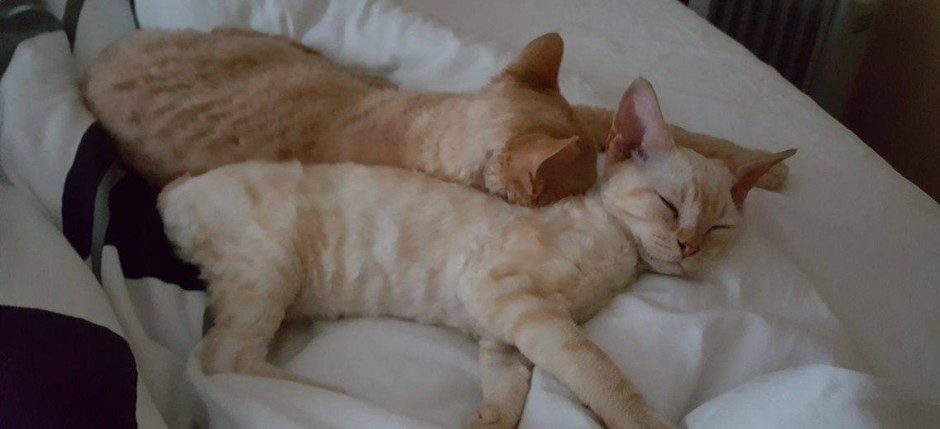 Devon Rex Hugo Masterpiece and River Rose Masterpiece